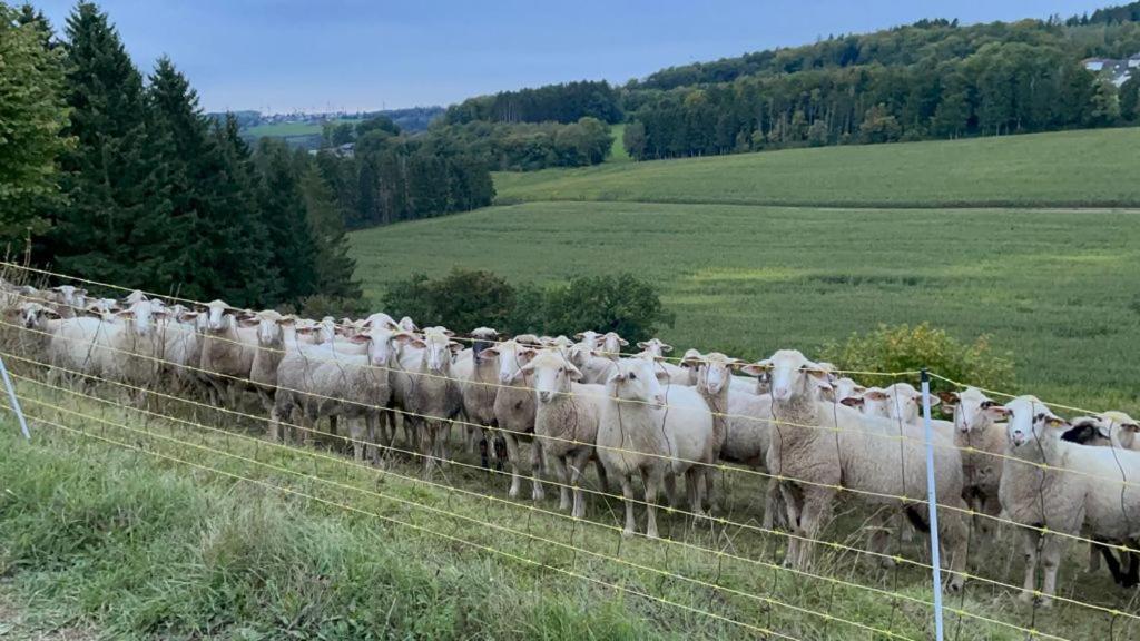 Deine-Eifel-Ferienwohnung Feusdorf المظهر الخارجي الصورة